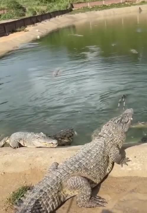 strong crocodile #shorts 2022-2023