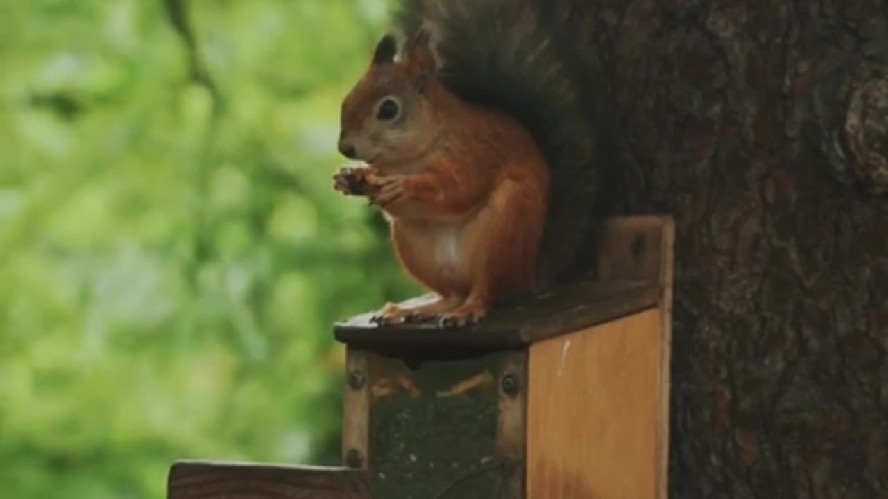 A Squirrel Eating Nuts Natural Video