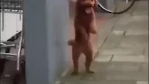 Happy Guy Happy Dog-Funny Dogs Videos 2021