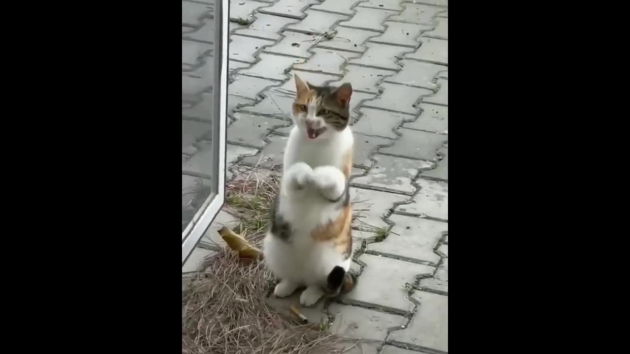 New Funny Animals 😂 Funniest Cats and Dogs Videos 😺🐶