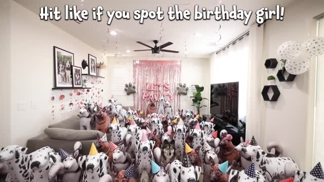 Surprising My Husky with a House Full Of Dogs For Her Birthday!