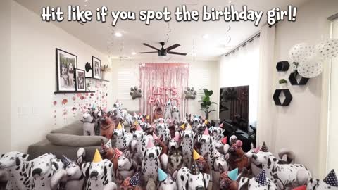 Surprising My Husky with a House Full Of Dogs For Her Birthday!