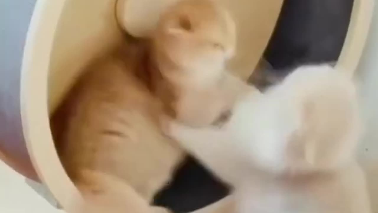 HaHaHa😹 Must watch This Adorable Funny Cute Cats Fight 😻😽😸