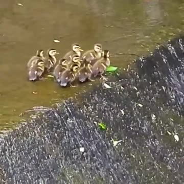 the mother and her cubs 🦆