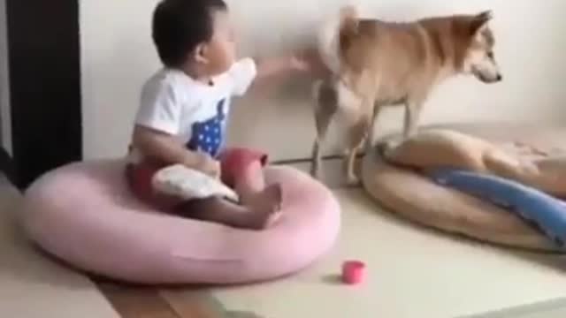 See what the kid is doing on this dog hahaha