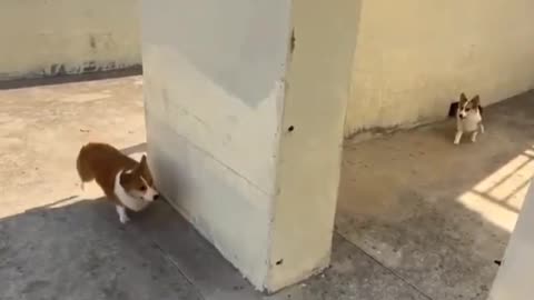 Funny dog
