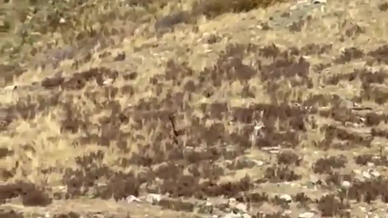 #breakingnews Oct 11 2023 People on a train in southwest Colorado believe they have seen Bigfoot.