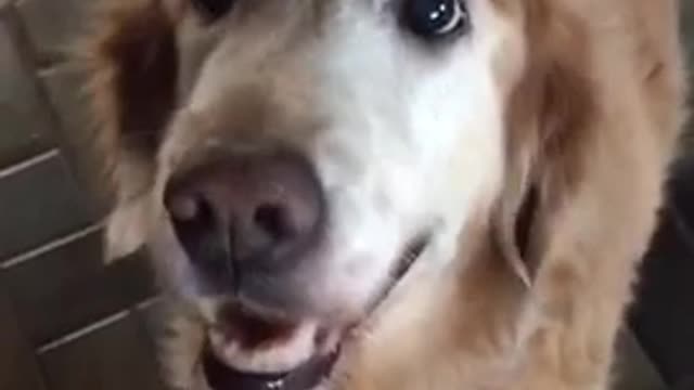 Dog Reacts to her Cancer Results ❤️🥺