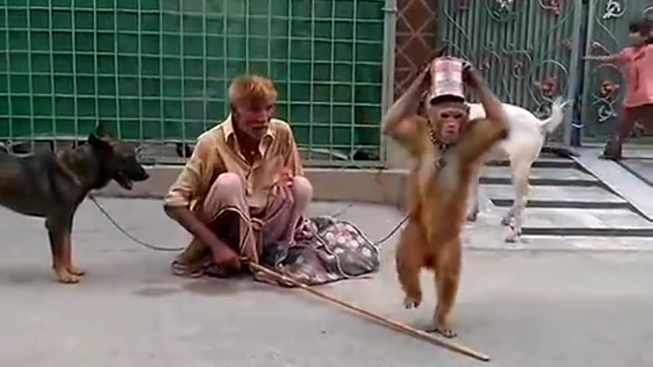 Funny Animal : Monkey Dance Video