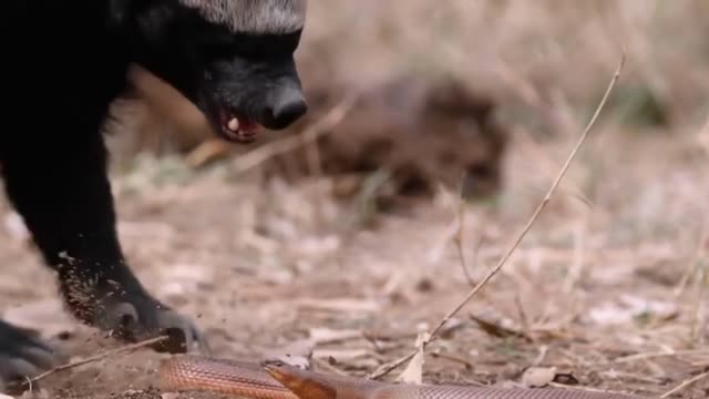 A Honey Badger and Mole Snake Fight to the Death