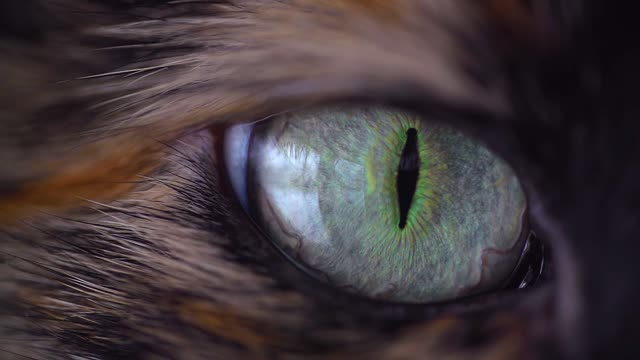 pupil of the cat's eye