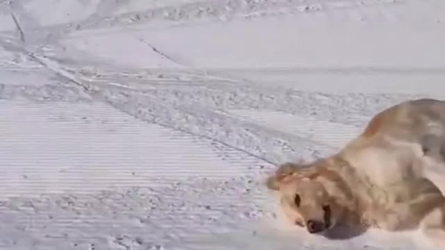 😁 Happy and Fun Dogs - You'll Laugh in 10 Seconds 😁