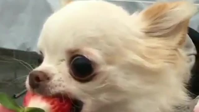 A dog that likes strawberries