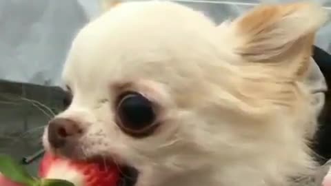 A dog that likes strawberries