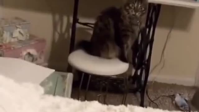 Funny cute black cat video .