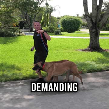 Ready to Own a Belgian Malinois? Not Without Watching This First