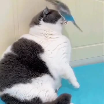 The cat and the parrot are fun to play