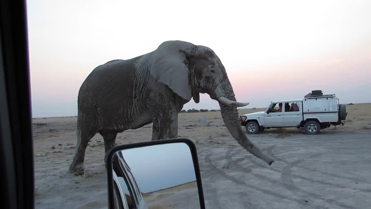 Massive Bull Caresses Land Cruiser in Botswana