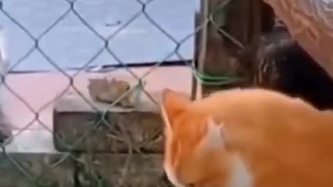 Funny cats