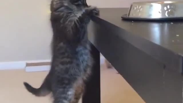 Aihao cat