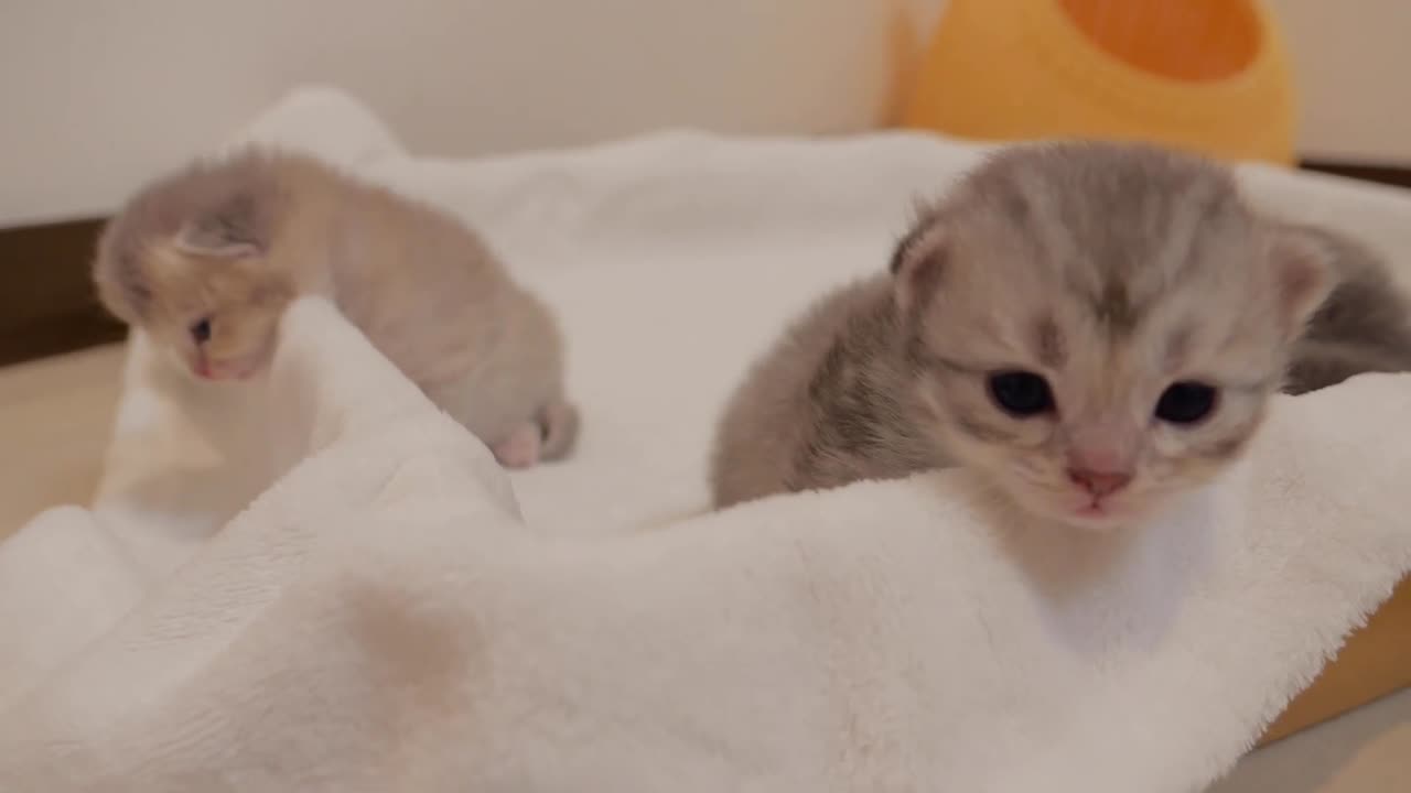 The kitten watching the nail clipping with a curious look on his face was so cute