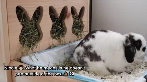 Life with Bunnies - Expectation vs Reality _p8