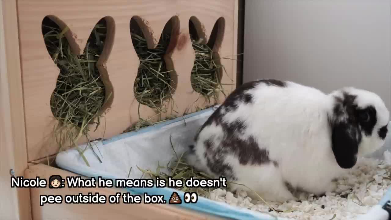 Life with Bunnies - Expectation vs Reality _p8