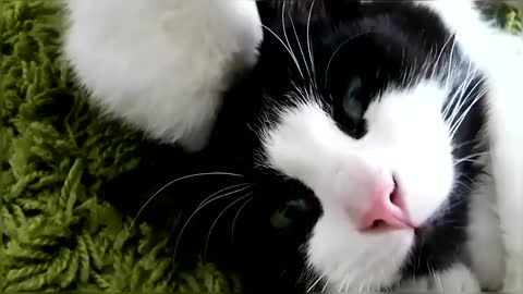 Funny & Cute Cat Compilation Video