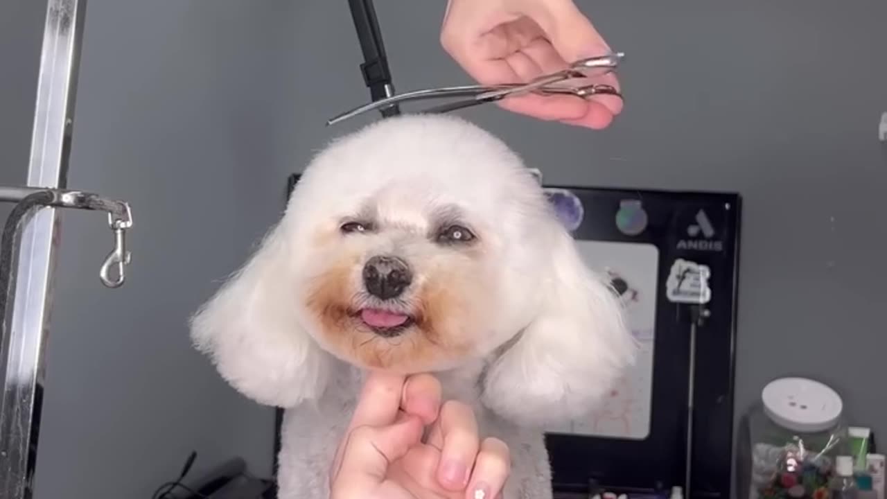 Top 10 unique dog