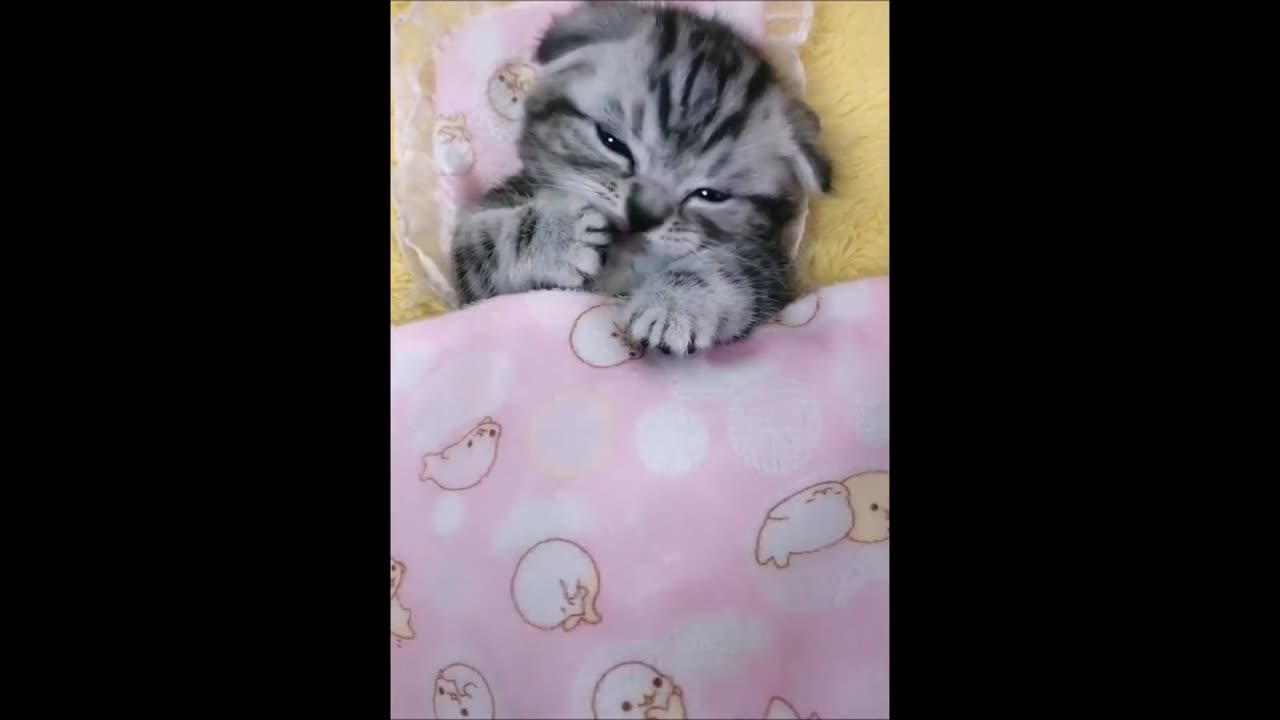 A compilation of ALL the CUTEST CUTIES!