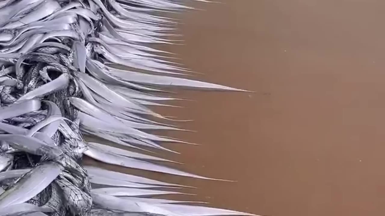 Motivational