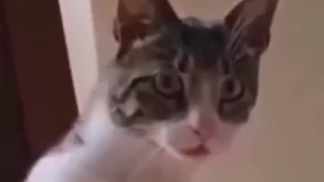 Cute cat baby_funny video animal 😼