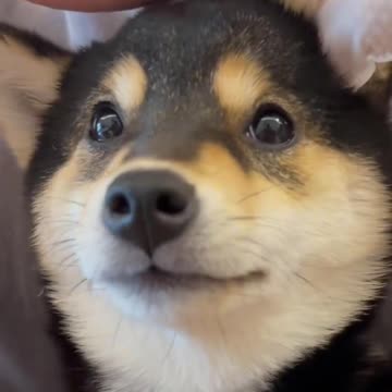 Manyu Match Puppy to the Owner I Lineup | Cut #011