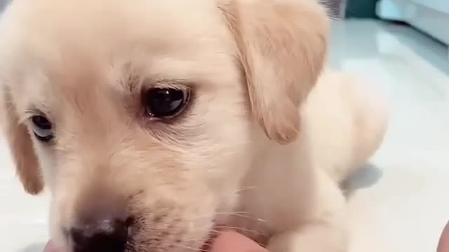 Very cute puppy🐶 bite my hand