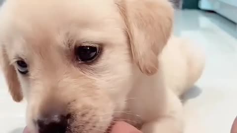 Very cute puppy🐶 bite my hand