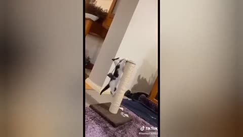 HOUR FUNNY CATS COMPILATION 2022😂_ Funny and Cute Cat Videos😸 ! - 192