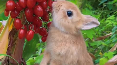 Cute animal's