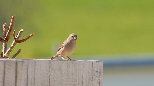 The happy bird dances and sings in the morning