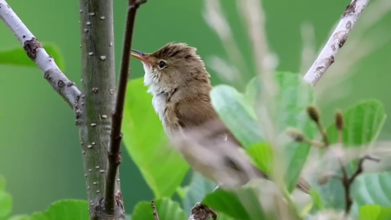 Bird singing