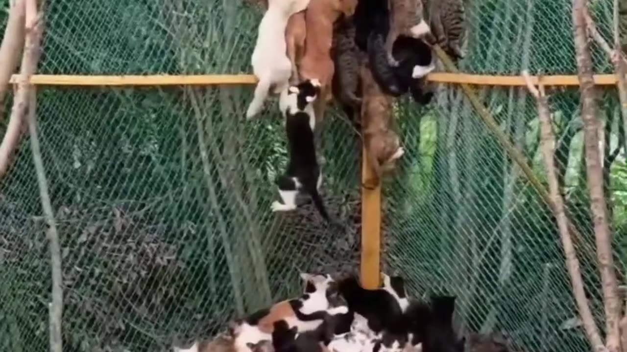 Cute cats