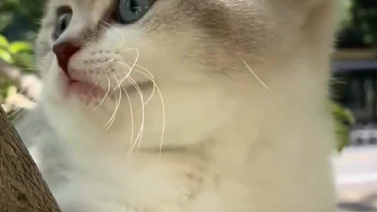 funny pets_cute cat_Natural video