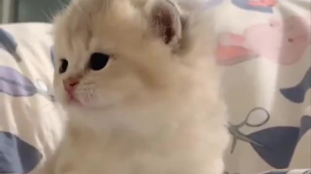 Cat video🐱🐱cute cat video🐱🐱