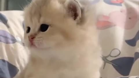 Cat video🐱🐱cute cat video🐱🐱