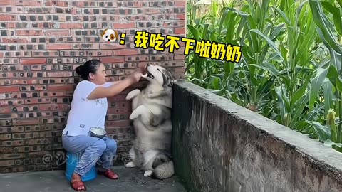 Funniest Cats And Dogs Videos 😂 - Best Funny Animal Videos Of The 2023 🤣