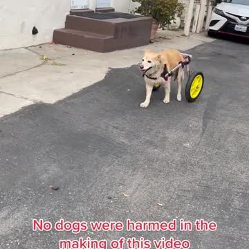 Beautiful clips dogs