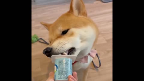 2 Minutes of Funny Cats and Dogs Videos 2022!
