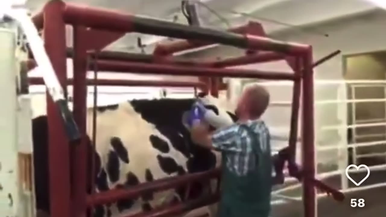 Cows grass food replaced with feeding bag