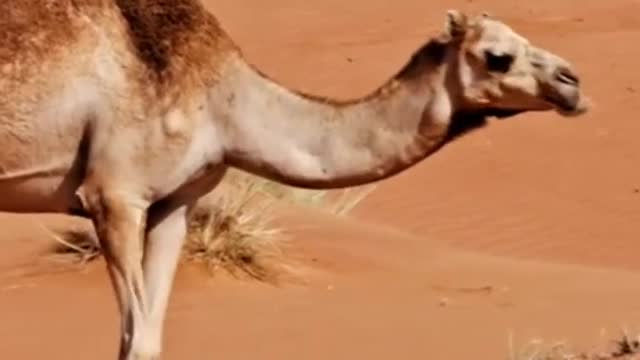 camel in the desert