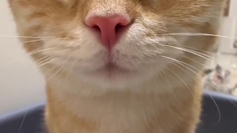 CUTE CATS VIDEOS😻😻😻