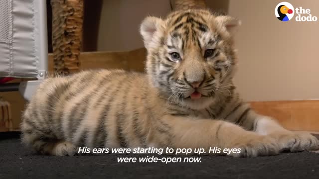 The Dodo Little But Fierce's article "The Tiniest Tiger Cub Is A Wild Man Now"